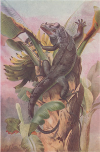Black-tailed Iguana